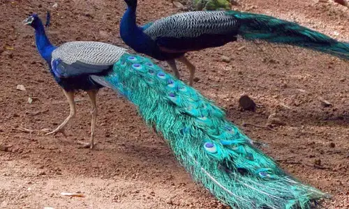 வளர்ப்பு பிராணிகளாக மாறி வரும் மயில்கள் பயிர்களை சேதப்படுத்துவதால் விவசாயிகள் கவலை