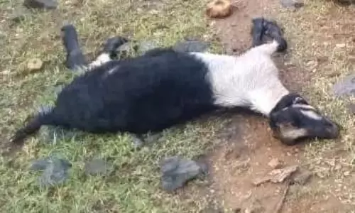 வெறிநாய்கள் கடித்து ஆடு பலி