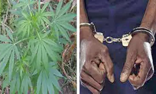 வீட்டு தோட்டத்தில் கஞ்சா செடி வளர்த்த வாலிபர் கைது