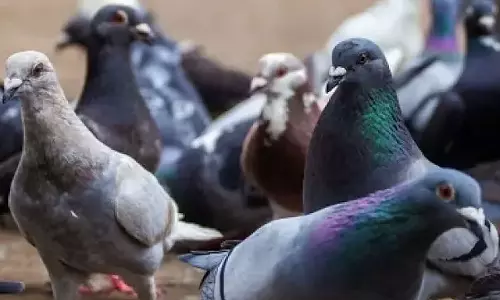 புறாக்கள் தொல்லையால் கணவனை பிரிந்து சென்ற மனைவி