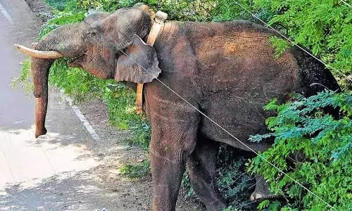 மழையால் அரிசி கொம்பனை பிடிக்கும் முயற்சி தோல்வி- உணவாக பலாப்பழம், அரிசி வழங்கி கண்காணிப்பு