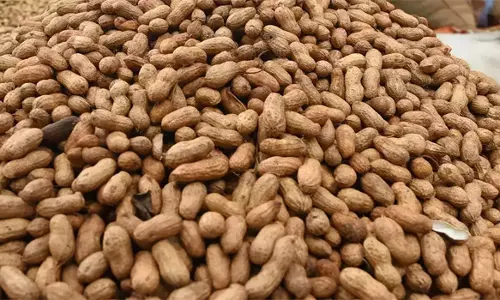 அரசு வேளாண் ஒழுங்கு முறை விற்பனை கூடத்தில்நிலக்கடலை காய் ரூ.6.91 லட்சத்துக்கு ஏலம்