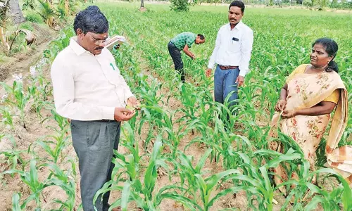 மக்காச்சோளம் பயிரில் படைப்புழு தாக்குதலை கட்டுப்படுத்த வேளாண் இணை இயக்குனர் ஆலோசனை