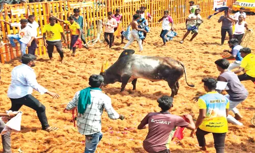 பழனியாபுரம்  ஜல்லிக்கட்டு: 500 காளைகளுடன் மல்லுக்கட்டிய 25 மாடுபிடிவீரர்கள் காயம்