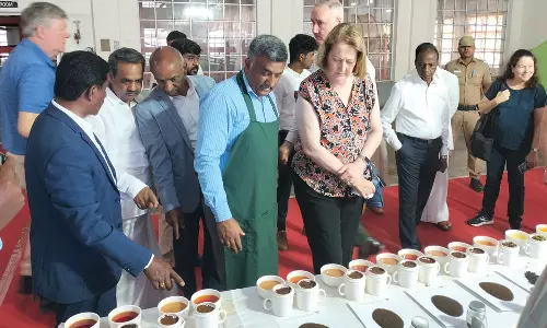 ஆஸ்திரேலியாவுக்கு நீலகிரி தேயிலையை நேரடியாக ஏற்றுமதி செய்ய நடவடிக்கை