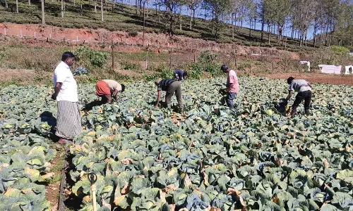 நீலகிரியில் முட்டைகோசுக்கு போதிய விலை இல்லை
