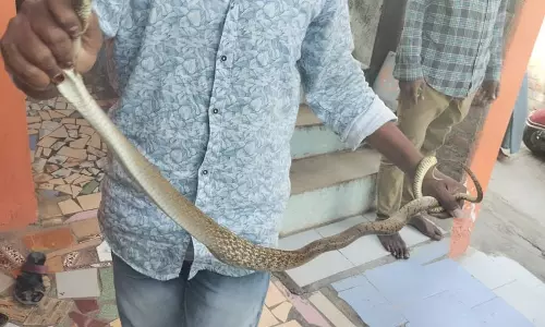 குடியிருப்பு பகுதியில் புகுந்த பாம்பு