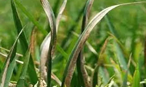 நெல் சாகுபடியில் இலைக்கருகல் நோயை கட்டுப்படுத்த வேளாண்மை அதிகாரி ஆலோசனை