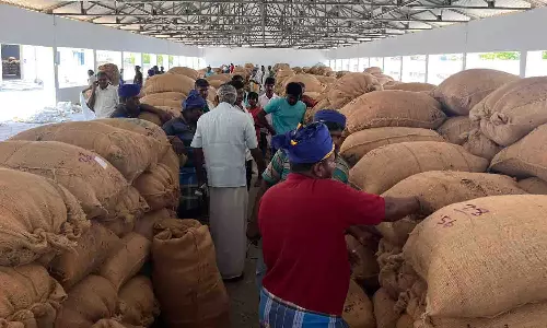 வெள்ளகோவிலில் ரூ. 24 லட்சத்திற்கு சூரியகாந்தி விதை ஏலம்