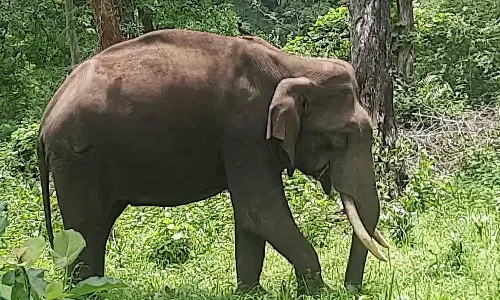 முதுமலையில் வனவிலங்குகள் நடமாட்டம் அதிகரிப்பு