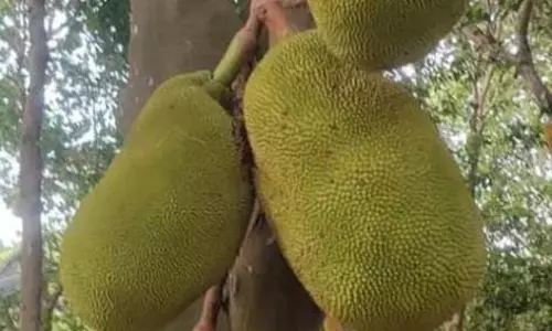 பர்கூர் மலைப்பகுதியில் பலாப்பழங்கள் சீசன் தொடங்கியது