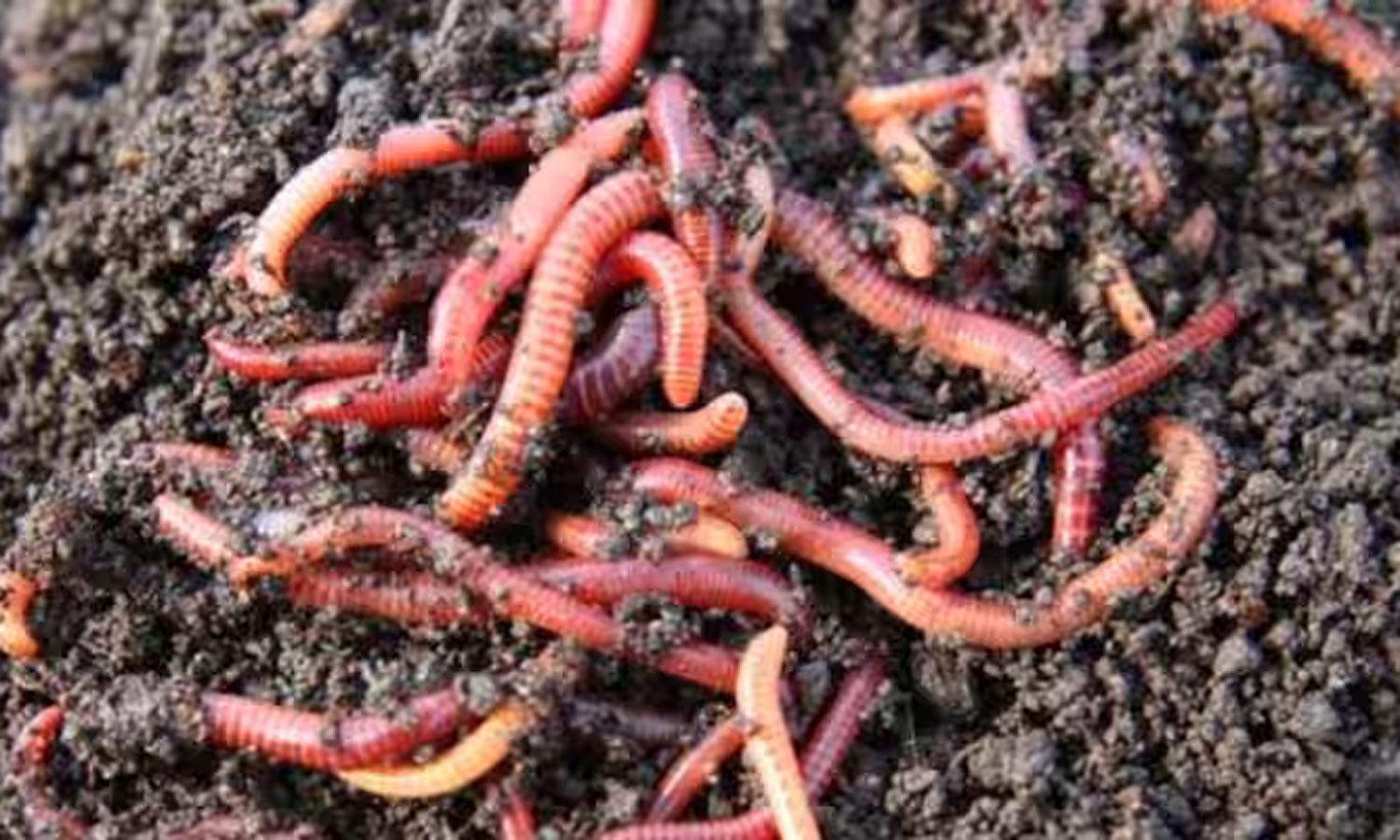 ஆந்திராவில் திடீர் மவுசு- மண்புழு கடத்தி கிலோ ரூ.6 ஆயிரத்துக்கு விற்பனை