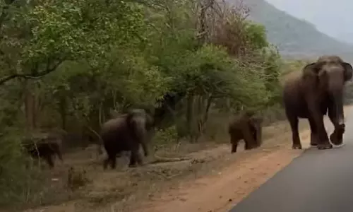 பர்கூர்-மைசூர் சாலையில் உலா வந்த யானை கூட்டம்