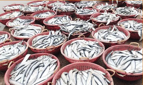 மீன் விலை உயர்வு