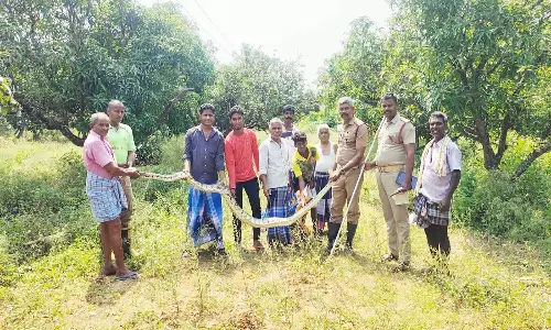 12 அடி நீளமுள்ள மலைப்பாம்பு