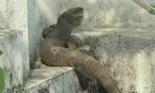 அரசு கலைக்கல்லூரி உள்ளே புகுந்த உடும்பு