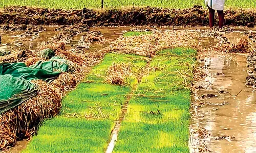 சாகுபடி வயல்களில் நாற்றங்காளை சேதப்படுத்தும் காட்டு பன்றிகள்