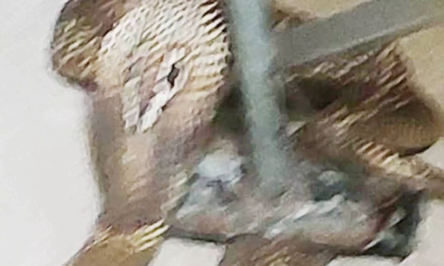 தாம்பரத்தில் குடியிருப்புக்குள் புகுந்த நல்ல பாம்பால் பரபரப்பு