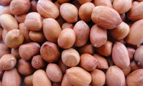 புதிய நிலக்கடலை ரகம் அறிமுகம்