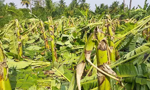 பெருந்துறை பகுதியில் சூறாவளி காற்றில் 15 வீடுகளின் மேற்கூரை பறந்தது- 3 ஆயிரம் வாழைகளும் சேதம்