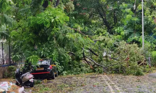 சூறாவளி காற்றில் மரங்கள் விழுந்ததால் போக்குவரத்து பாதிப்பு