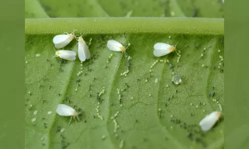 தென்னையில் ரூகோஸ் சுருள் வெள்ளை ஈக்கள் தாக்குதல்- ஒருங்கிணைந்த மேலாண்மை முறைகள்