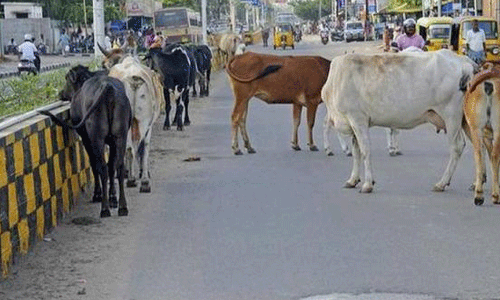 சாலைகளில் விபத்து ஏற்படுத்தும் கால்நடைகளால் வாகன ஓட்டிகள் அச்சம்