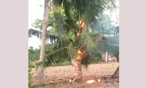 சூலூர் அருகே மின்னல் தாக்கி தீப்பிடித்து எரிந்த தென்னை மரங்கள்