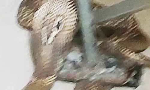 தாம்பரத்தில் குடியிருப்புக்குள் புகுந்த நல்ல பாம்பால் பரபரப்பு