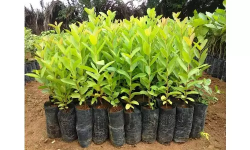 ஓசூர் அதியமான் பொறியியல் கல்லூரியில்  மரக்கன்றுகள் நடும் விழா