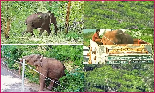 அரிக்கொம்பன் யானை பிடிபட்டது