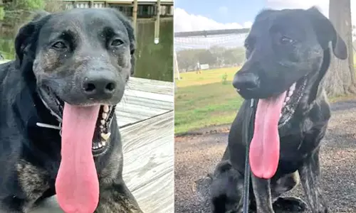 மிக நீளமான நாக்குக்காக கின்னஸ் சாதனை படைத்த நாய்