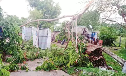 அவினாசியில் சூறாவளி காற்றுடன் கன மழை