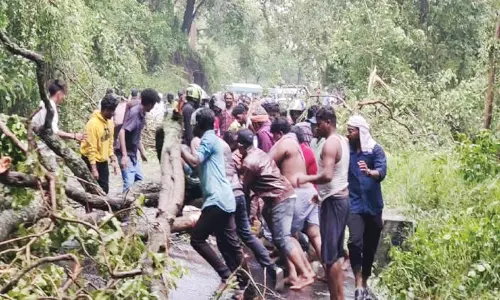 கொடைக்கானல்-பழனி சாலையில் மரங்கள் முறிந்து விழுந்து போக்குவரத்து பாதிப்பு