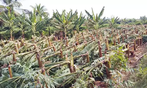 சேவூரில் சூறாவளி காற்றுடன் மழை - 5 ஆயிரம் வாழைகள் முறிந்து சேதம்