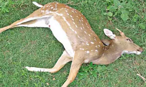 வாகனம் மோதி மான் பலி