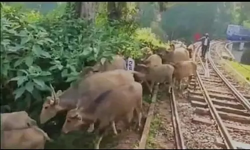 தண்டவாளத்தில் காட்டெருமைகள் புகுந்ததால் நடுவழியில் நின்ற மலைரெயில்