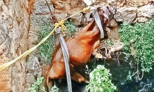 கெங்கவல்லி அருகே கிணற்றில் விழுந்த பசு மீட்பு