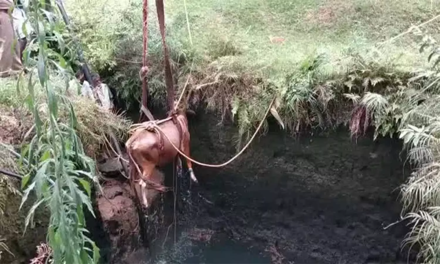 பசு மாடு கிணற்றில் விழுந்தது