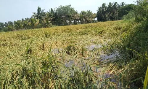 பலத்த காற்றுடன் கனமழை : வயலில் தண்ணீர் தேங்கியதால் அறுவடைக்கு தயாரான நெற்பயிர்கள் சாய்ந்தன
