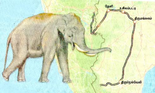 அரிசிக்கொம்பன் யானை நடமாட்டம் தீவிர கண்காணிப்பு