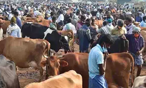 திருப்பூர் அமராவதிநகர் மாட்டுச்சந்தை செவ்வாய்க்கிழமைக்கு மாற்றம்
