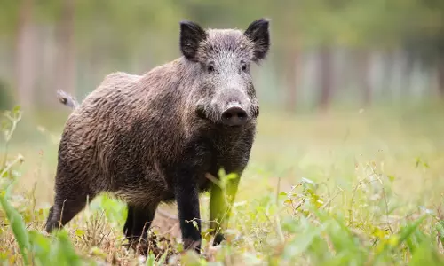 மரக்காணம் பகுதியில் விவசாய பயிர்களை அழிக்கும் காட்டுப் பன்றிகளால்  விவசாயிகள் அவதி