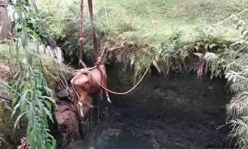 பசு மாடு கிணற்றில் விழுந்தது
