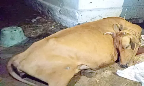 மின்சாரம் தாக்கி பசுமாடு சாவு