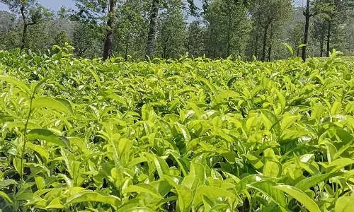 கோத்தகிரியில் தேயிலைக்கு உரிய விலை வேண்டி உண்ணாவிரத போராட்டம்- விவசாயிகள் கூட்டத்தில் தீர்மானம்