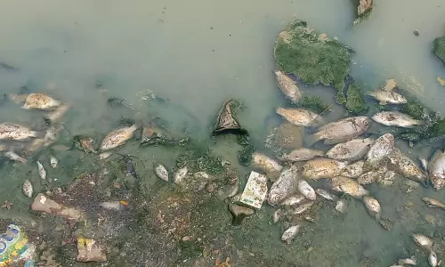 கோட்டியால் நல்ல தண்ணீர் ஏரியில் செத்து மிதக்கும் மீன்கள்