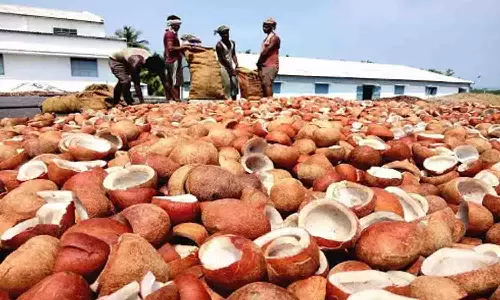 வெள்ளகோவிலில் ரூ.36 லட்சத்திற்கு தேங்காய் பருப்பு ஏலம்