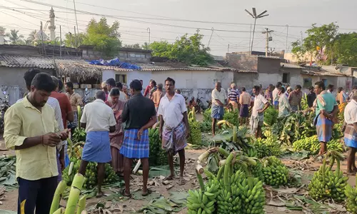 பரமத்தி வேலூர் பகுதியில் வாழைத்தார் விலை வீழ்ச்சி; விவசாயிகள் கவலை
