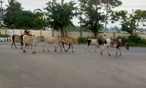 கடற்கரைச் சாலையில் சுற்றிதிரியும் மாடுகள்: வாகன ஓட்டிகள் அவதி